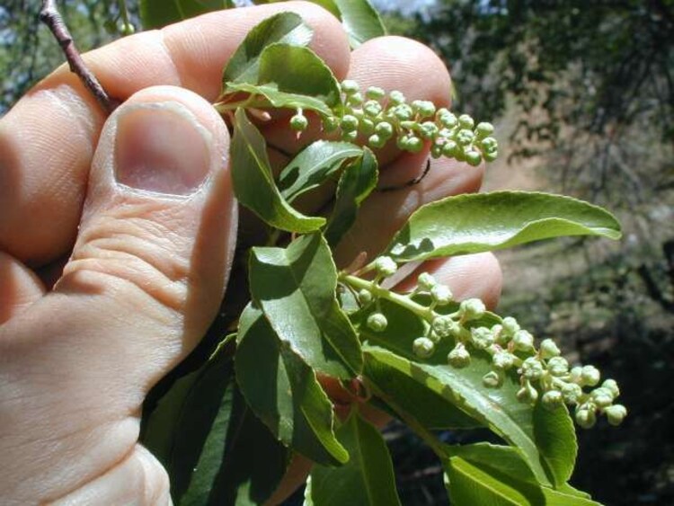 1 Common Choke Cherry Tree SEEDLING Birds Make by WetNWildGardens