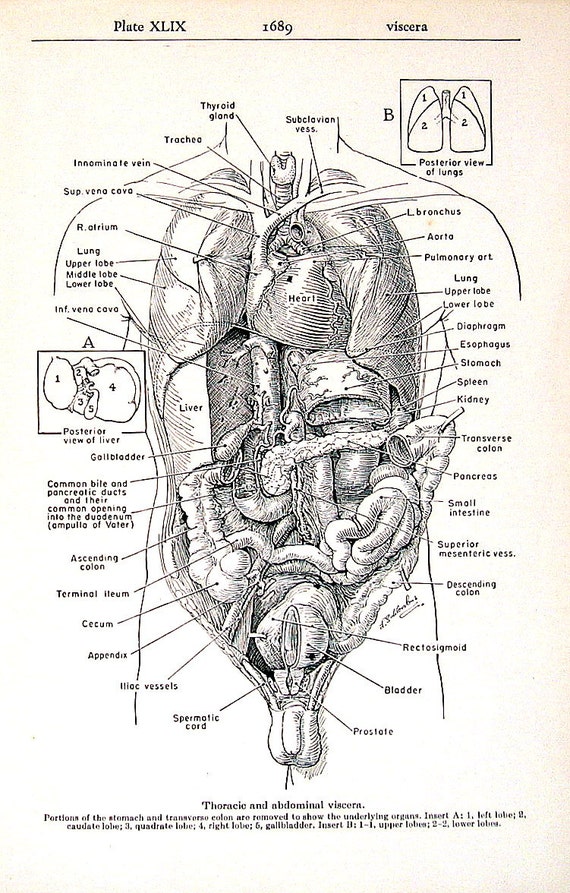 Medical Print Thoracic and Abdominal Viscera 1951 Vintage