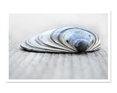 Clam Shell Blue Seashell Print Nautical Art Bivalve Coastal Still Life