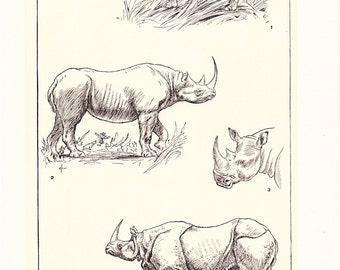 1903 Animal Print - Rhinoceroses - Vintage Antique Home Decor Book Plate Art Illustration for Framing 100 Years Old