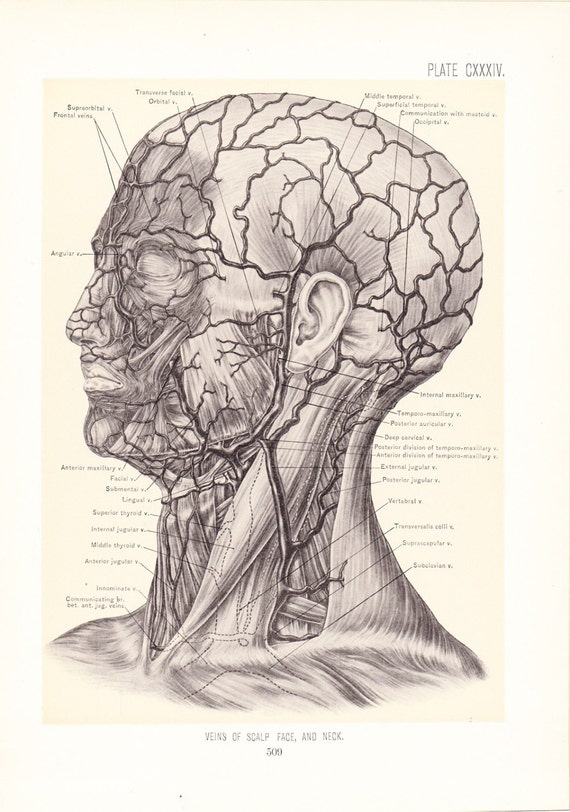 1899 Human Anatomy Print Veins of Face Neck and Scalp