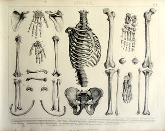 1859 big size antique anatomy human bones ENGRAVING, original vintage