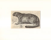 1892 Antique Matted Engraving of the Snow Leopard