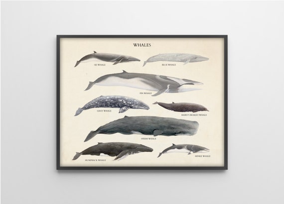 Whales Species - Scientific Art Print - Vintage Educational Scientific Specimen Poster - other sizes available