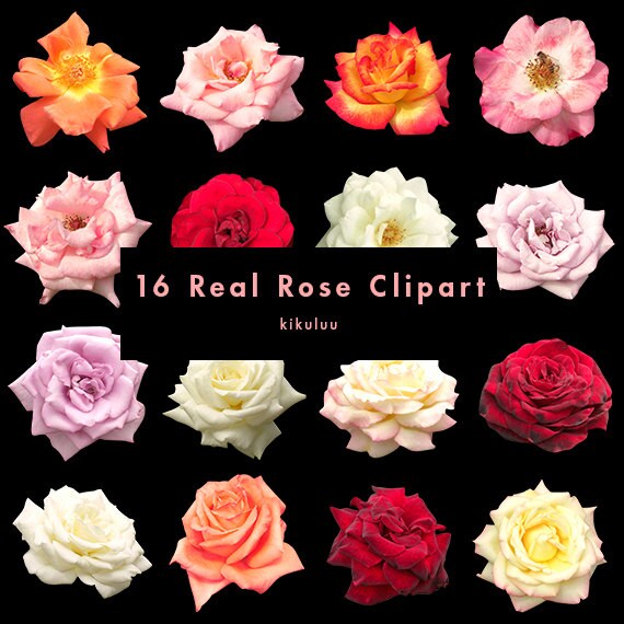 Printable Pictures Of Real Flowers | items similar to real rose photo flower clipart Printable Pictures Of Real Flowers | items similar to real rose photo flower clipart