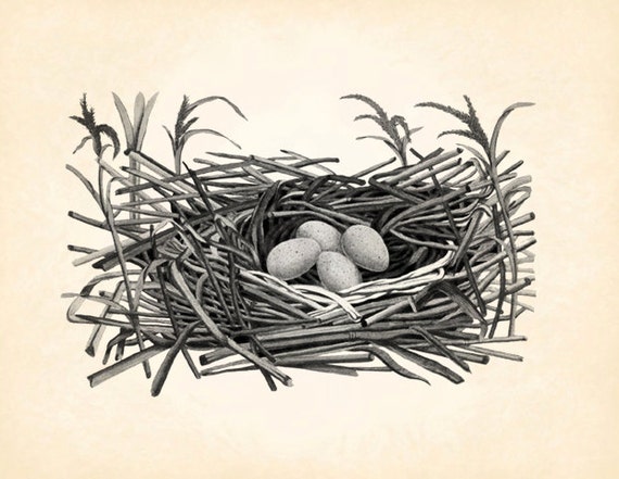 Bird Nest Birdnest Eggs Ground Vintage Printable Image INSTANT