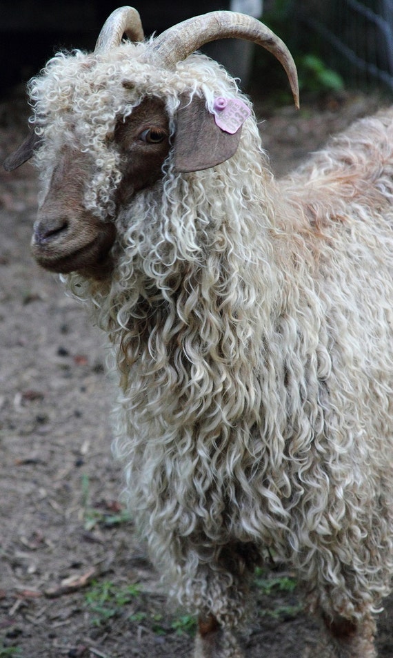 Items similar to Savannah's Angora Goat Mohair (2 oz.) on Etsy