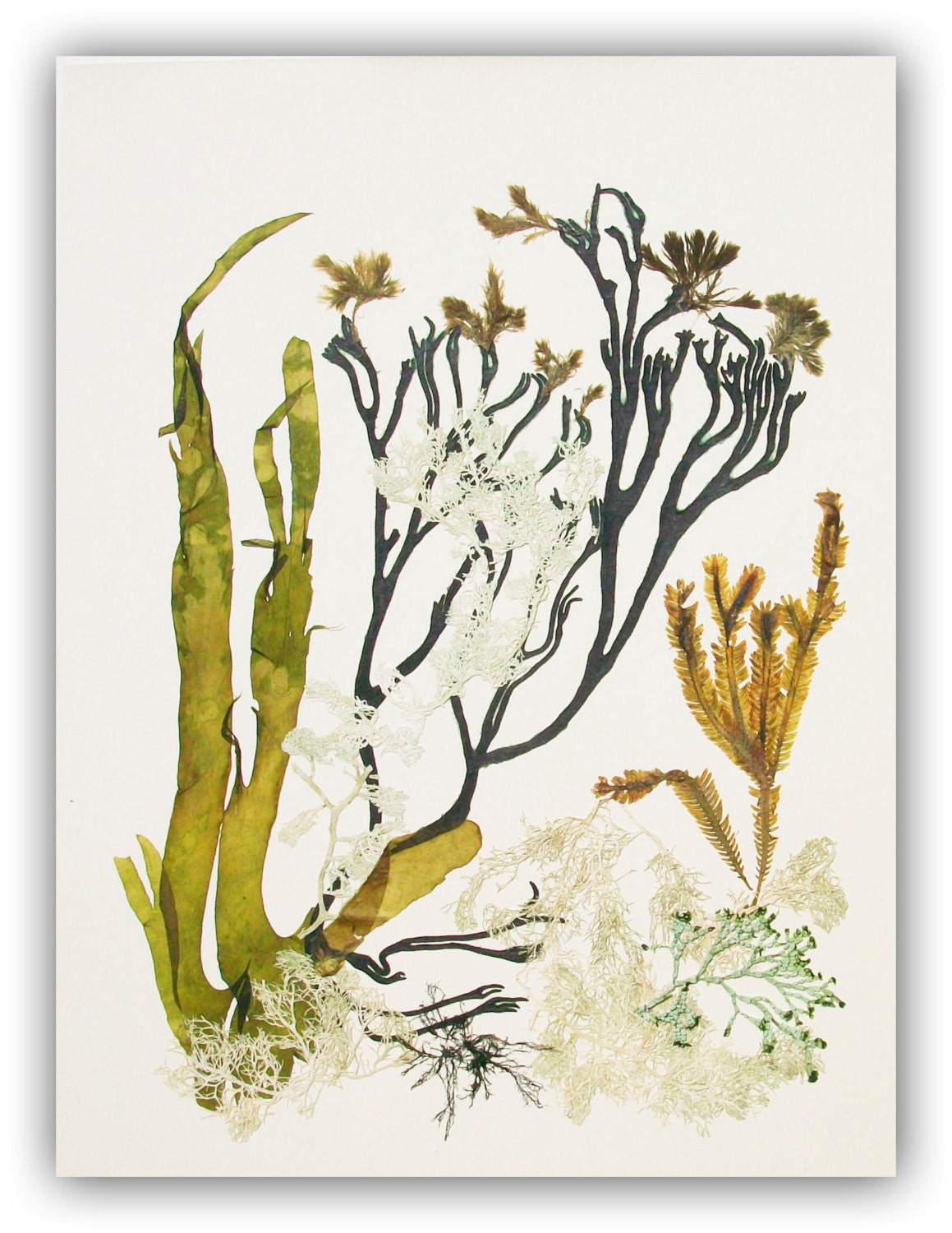 Seaweed art Pressed seaweeds MADE TO ORDER Natural seaweed