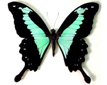 Real Papilio phorcas "Mint Swallowtail" Butterfly, spread for your project or laminated or unmounted