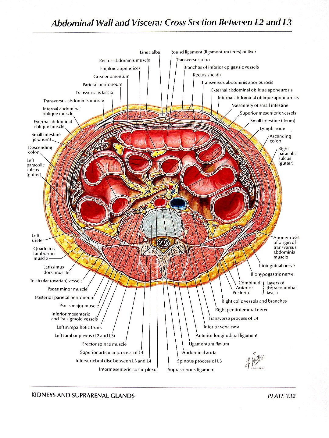 Sectional Anatomy Of The Abdomen ADETVC Sectional Anatomy Of The Abdomen ADETVC