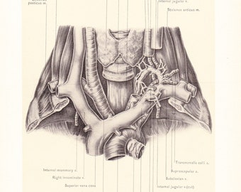1899 Human Anatomy Print - Thoracic Duct - Vintage Antique Medical Anatomy Art Illustration for Doctor Hospital Office