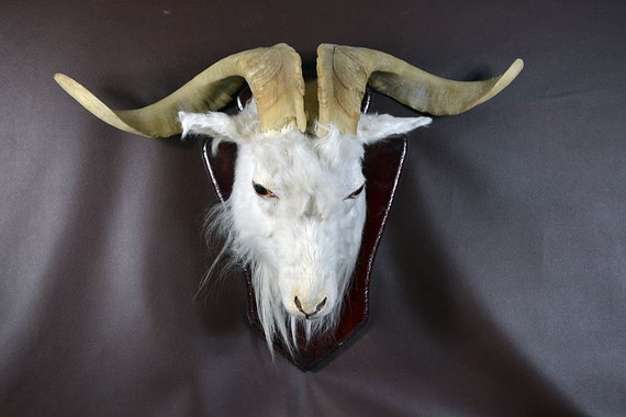 Taxidermy of Real goat head with hornmounted on wooden base