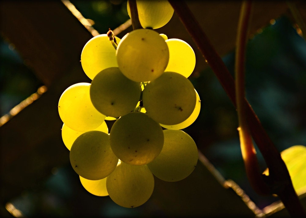 Golden Grapes Photograph Decorfruitkitchen