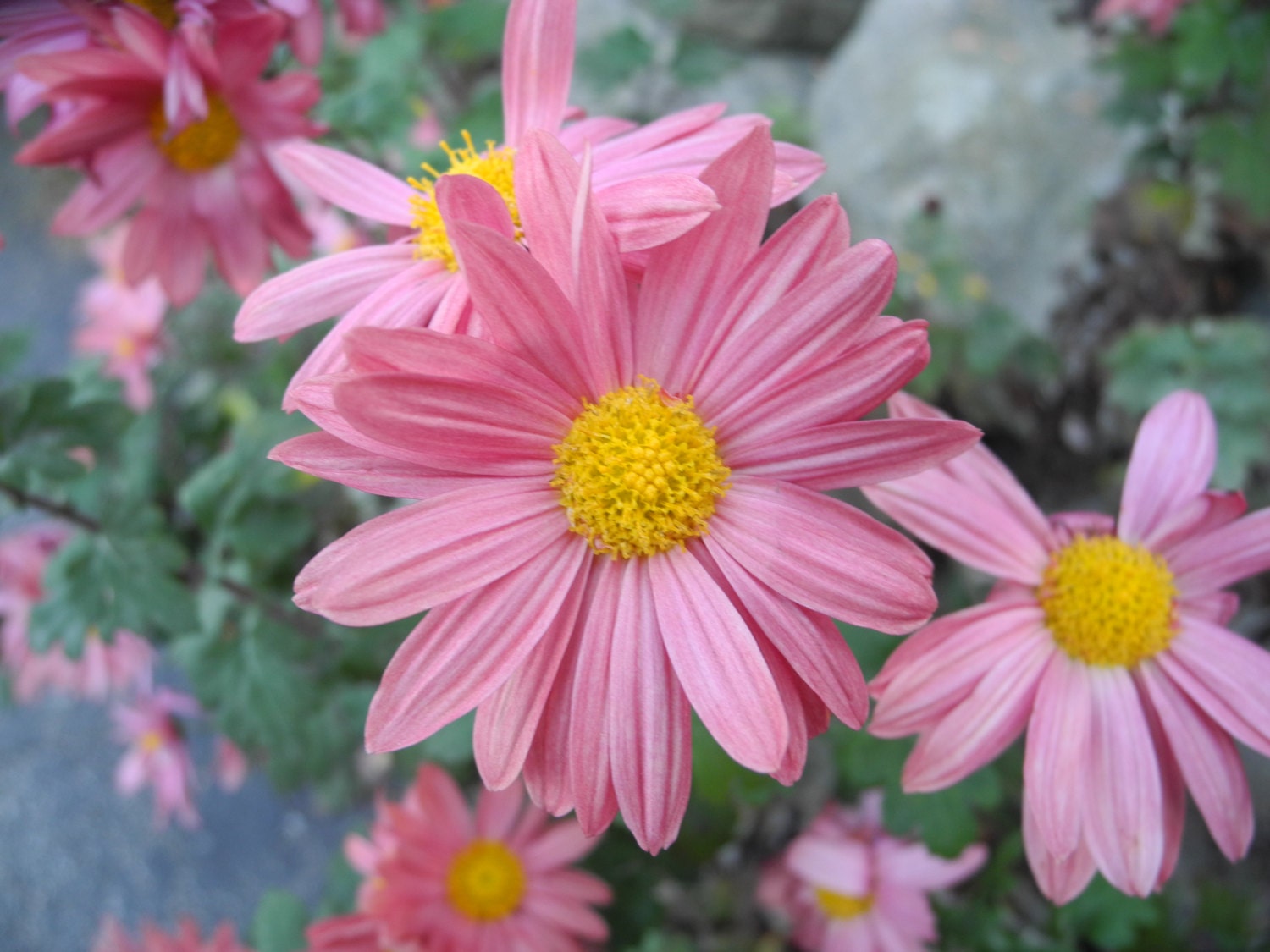Perennial Daisystyle Mum plants