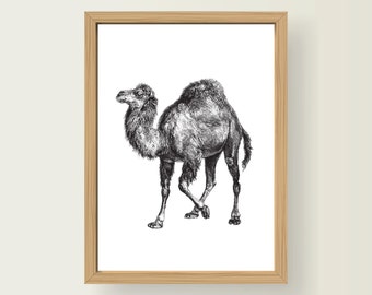 Safari Animal Camel Nursery Art Decor A3 Print