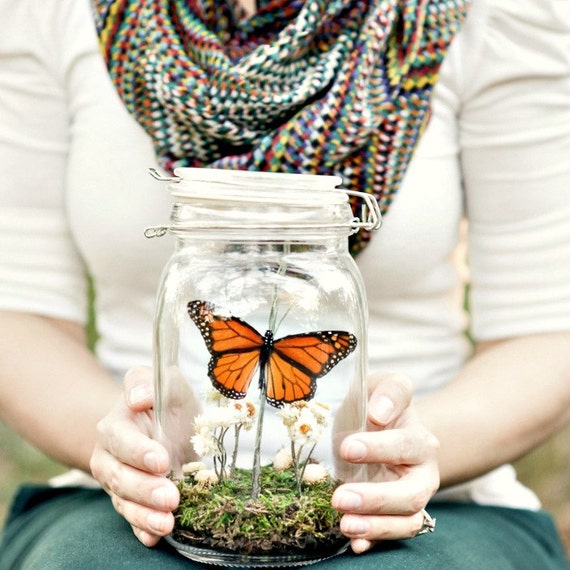 Butterfly Terrarium Kit Teacher Gift Educational Kits and