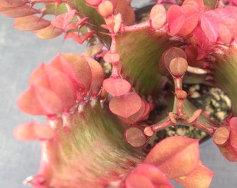 Succulent plant, Euphoria Trigona CV. AKA, Good Luck Plant, Royal Red. What a different style of plant.