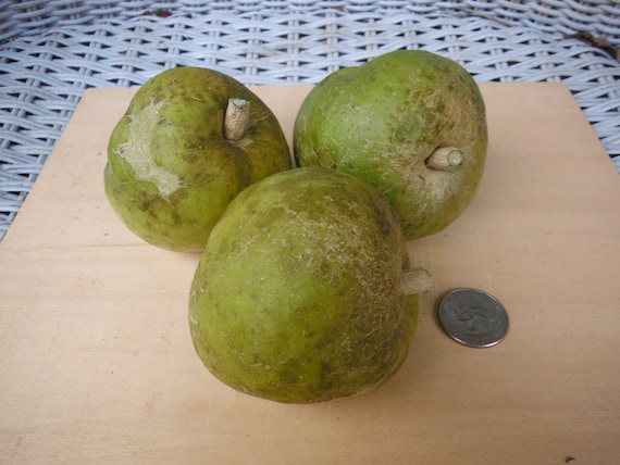 Items similar to 1 White Sapote seed on Etsy