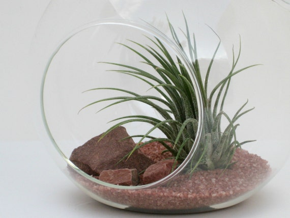 Terrarium Kit - Sedona - Hanging Glass Globe Terrarium with Air Plant - Tillandsia