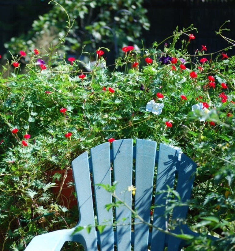 BIG SALE Cardinal Climber Vine SeedsIpomoea x Multifida