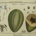 Lamarck Histoire Botanical Engraving Papaya Wild Peach 1700's Antique Print