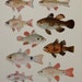 Vintage Print,Fishes illustration.Not a Copy.(1949).Bony Fishes. 64 years old print.10.5x 8,6 inches.Vintage fishes poster.Antique print.