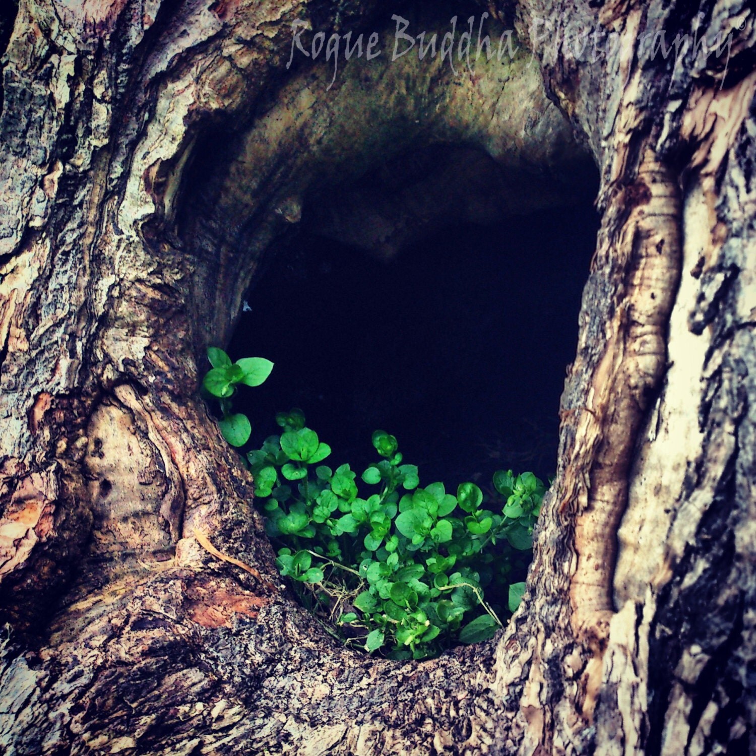 Hidey Hole in Tree
