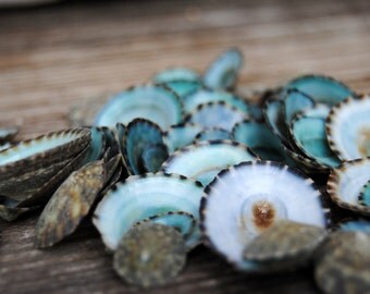 Beach Decor - Green Limpet Shells Set of 100 - Bulk Shells - Wholesale Shells - Craft Shells - Jewelry Supply