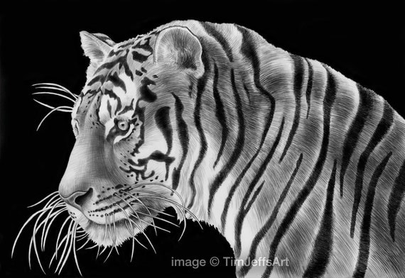 Tiger Ink Drawing