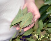 Bay Leaves Dried - 10 gr -  Sparta - Greece
