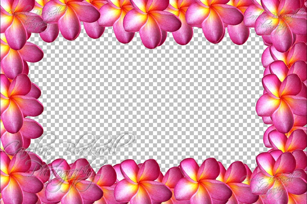Corel Pro Picture frames. PspFrame format. 7 flower themed digital frames for use of