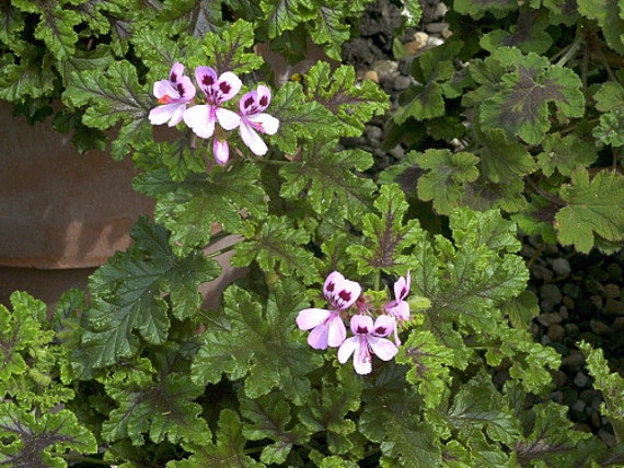 Mosquito Repellant Plant Citronella Plant Moskito Shocker