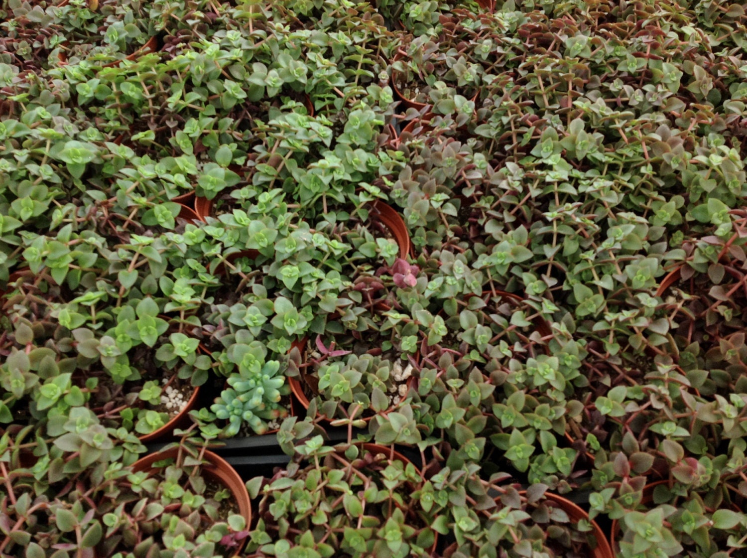 Succulent plant Crassula Calico Kitten. Beautiful variegata