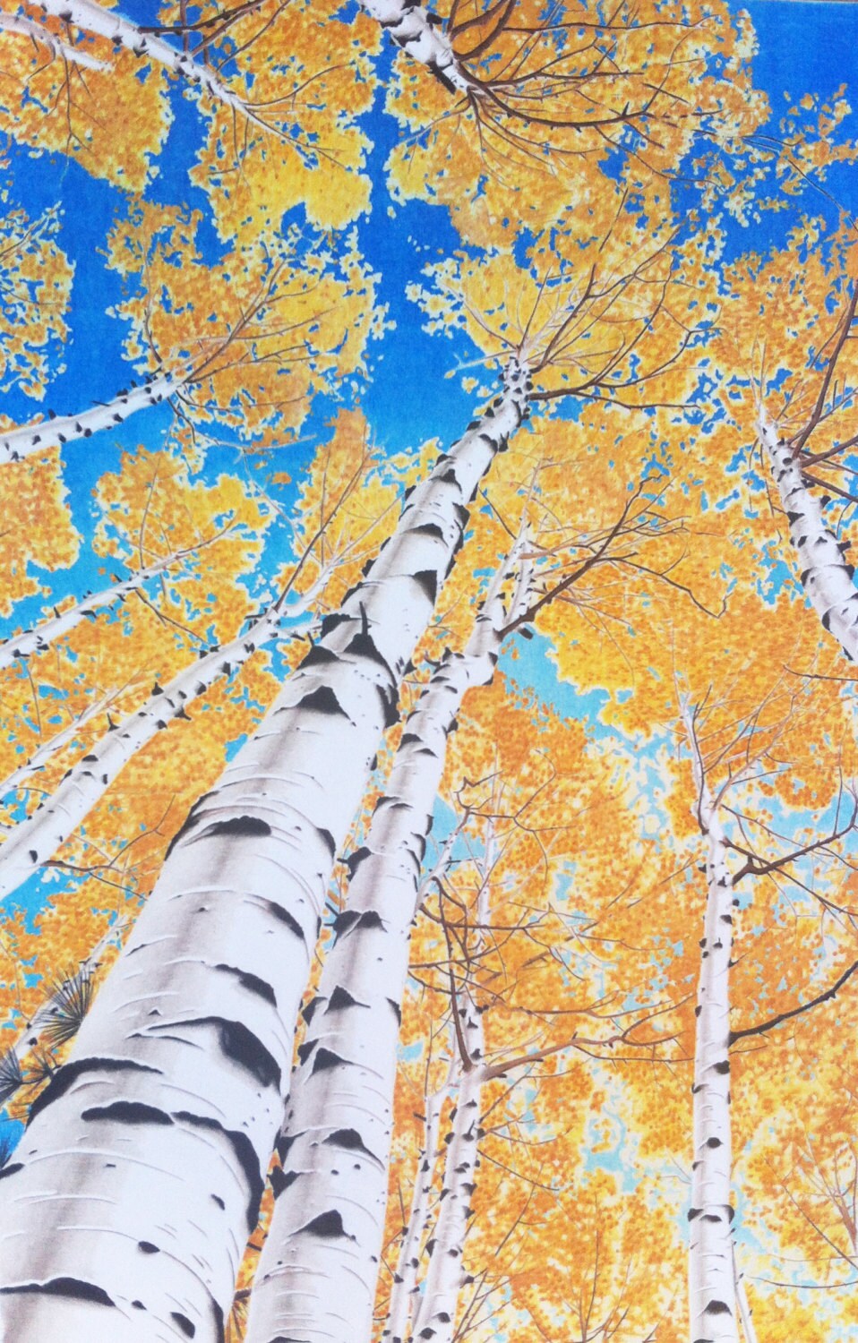 Spectacular aspen trees illustrated in colored pencils