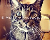 Neko the Tabby Cat - Print Photography