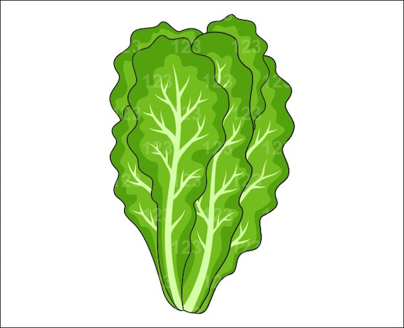 leafy vegetables clipart - photo #36
