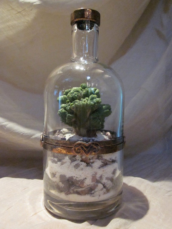 Items similar to Whiskey Bottle Terrarium Kit on Etsy