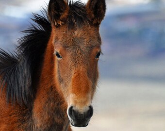 Wild Horse Fine Art, horse art, horse photography, wild horse, wild mustang
