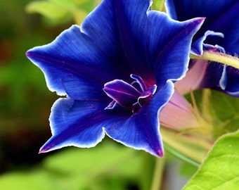 Morning Glory Blue Picotee Flower Seeds / Ipomoea /Annual 15+
