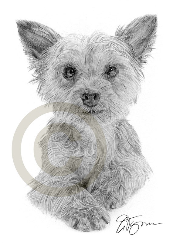 Dog Yorkshire Terrier Puppy pencil drawing print A4 size