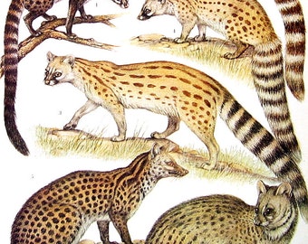 African Linsang African Civet Banded Linsang by mysunshinevintage