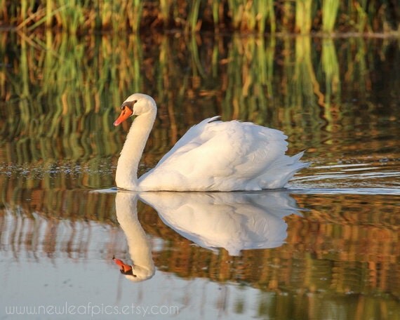 White Swan photo bird photography, swan reflection nature art