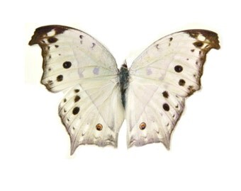 Butterfly, Real Dried Butterfly Specimen, Décor or Terrarium Accent, Photography Prop, Salamis