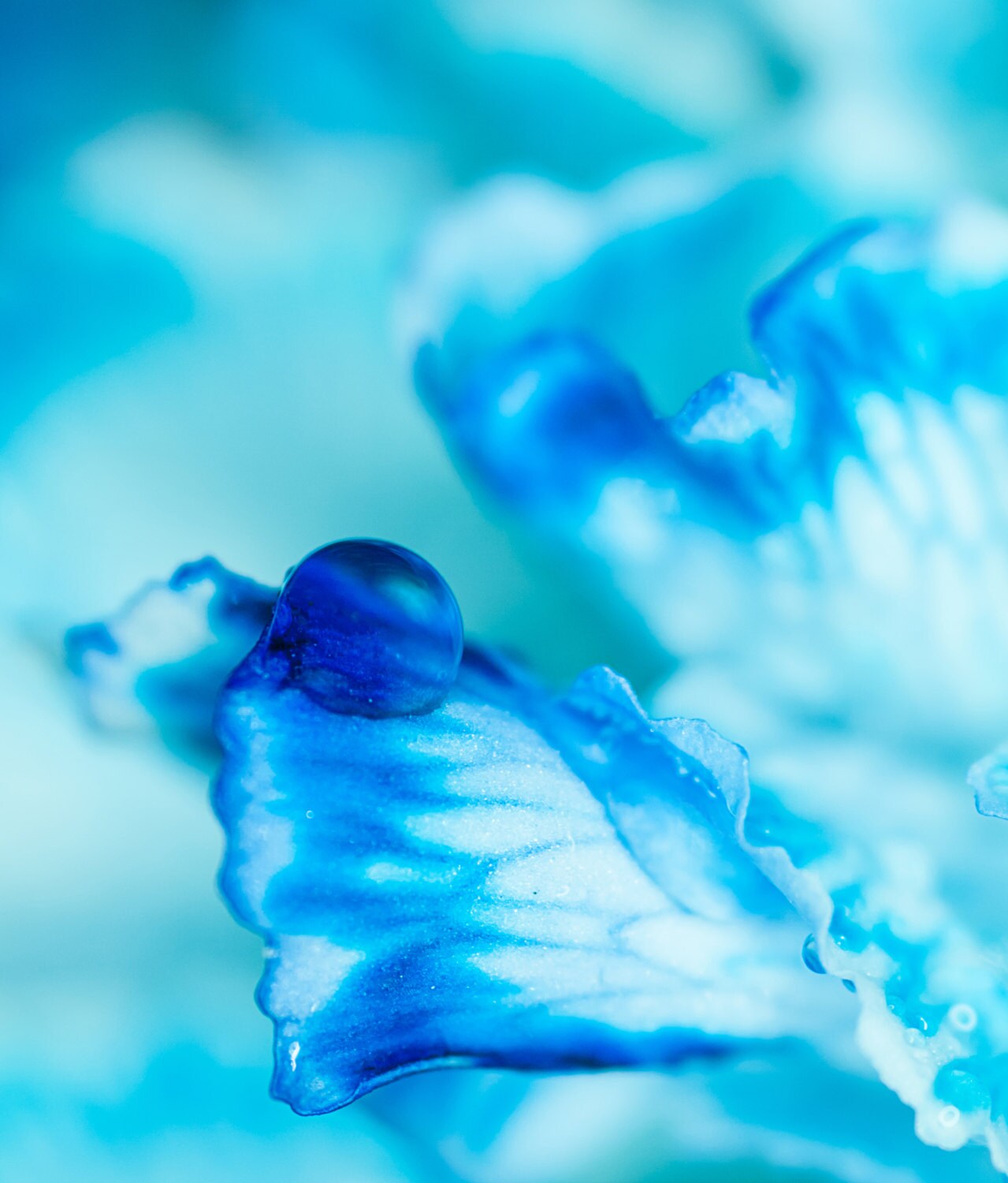 Blue Zen Water Wall Art Spring Floral Photography Bedroom