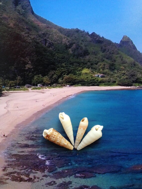 Hawaii Sea Shells Kauai Beach Baubles for Jewelry Crafting
