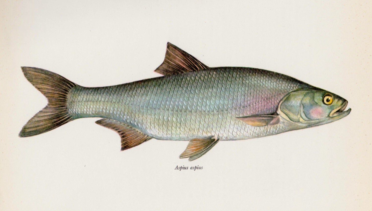 Fish Illustration Fish Wall Art Vintage Fish Print Fishing