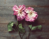 Still life photography roses flower photography pink flower rustic farmhouse kitchen wall art wood country garden flowers  "Two Roses"