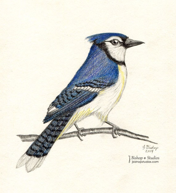 Blue Jay Original Graphite Drawing 6 x 8