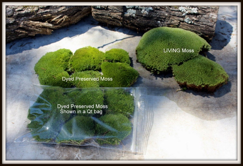 Preserved MossPillow MossCushion MossNO WATER neededNow by
