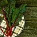Rhubarb Red Swiss Chard Seeds